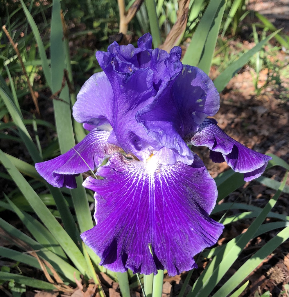 Iris x germanica