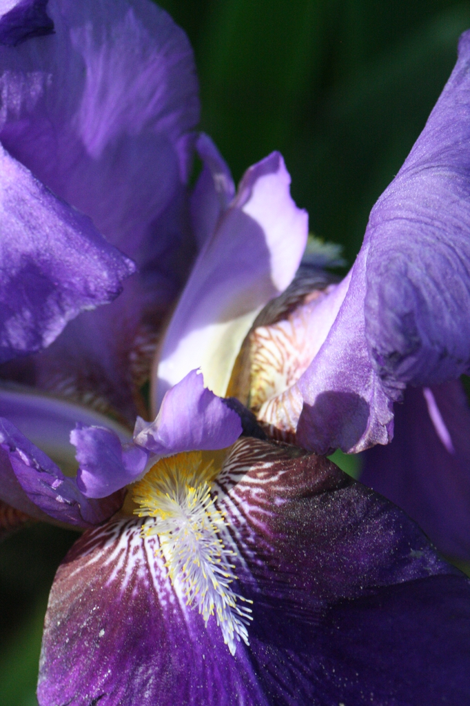 Iris x germanica
