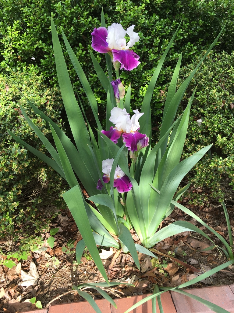 'Passion & Purity' Form - May - Durham Co., NC