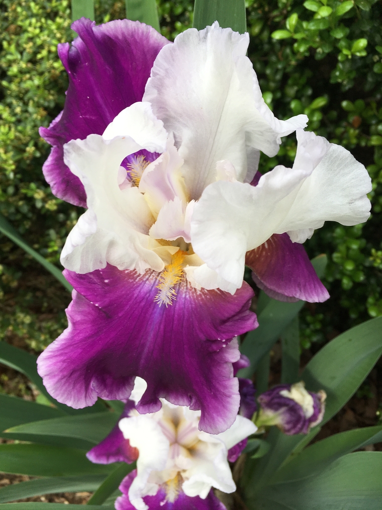 'Passion & Purity' Flower - May - Durham Co., NC