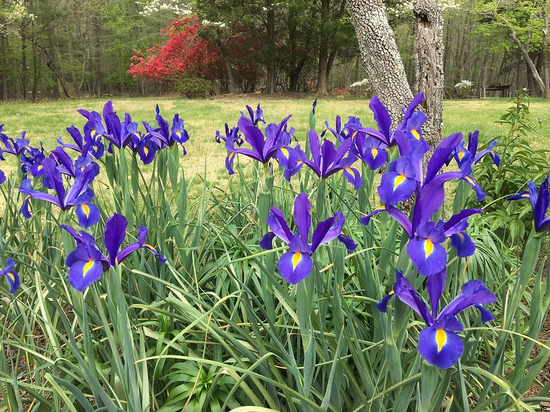 Bed of blue-flowered irises.