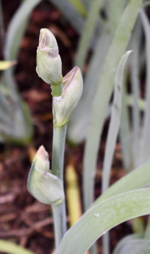 Iris x germanica