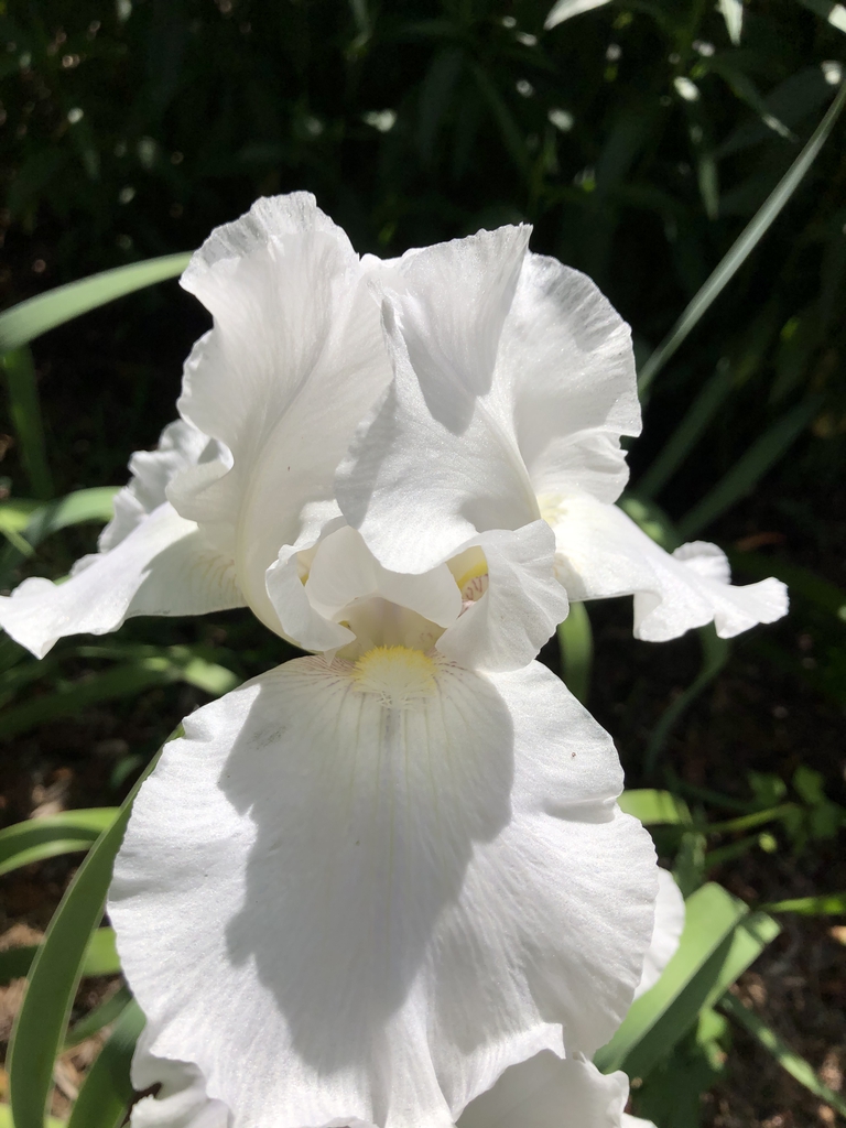 Iris x germanica