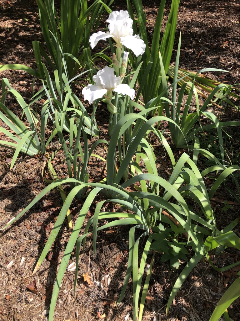 Iris x germanica