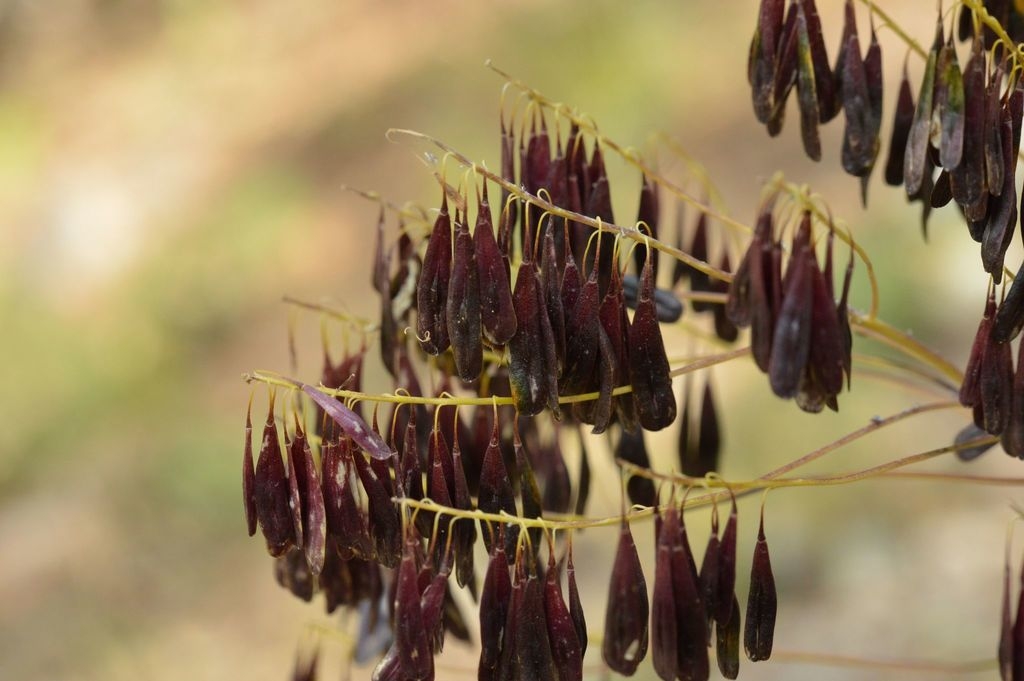 Dark hanging seed pods
