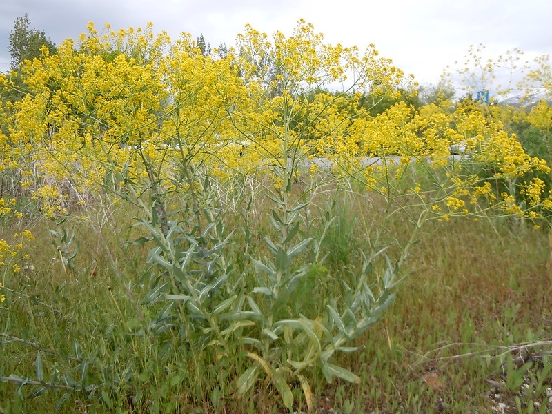 Herbaceous plant bearing a cloud of yellow flowers.