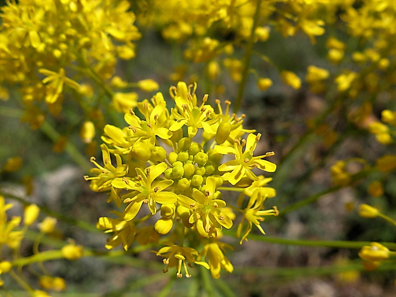 Close up on a cluster of yellow flowers.