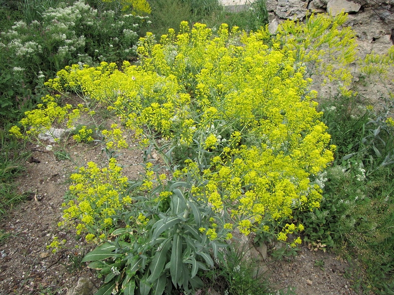 Herbaceous plant bearing a cloud of yellow flowers.