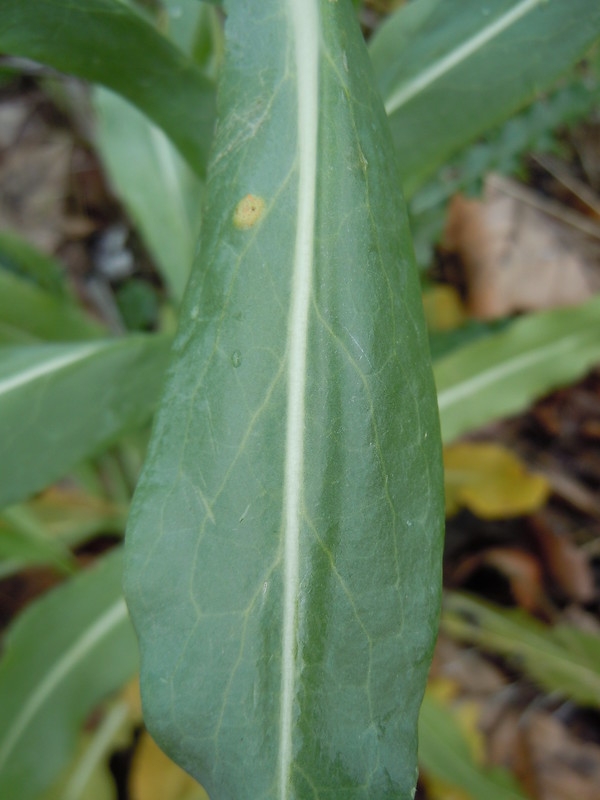 Single, simple, sessile, somewhat fleshy leaf with pale midvein.