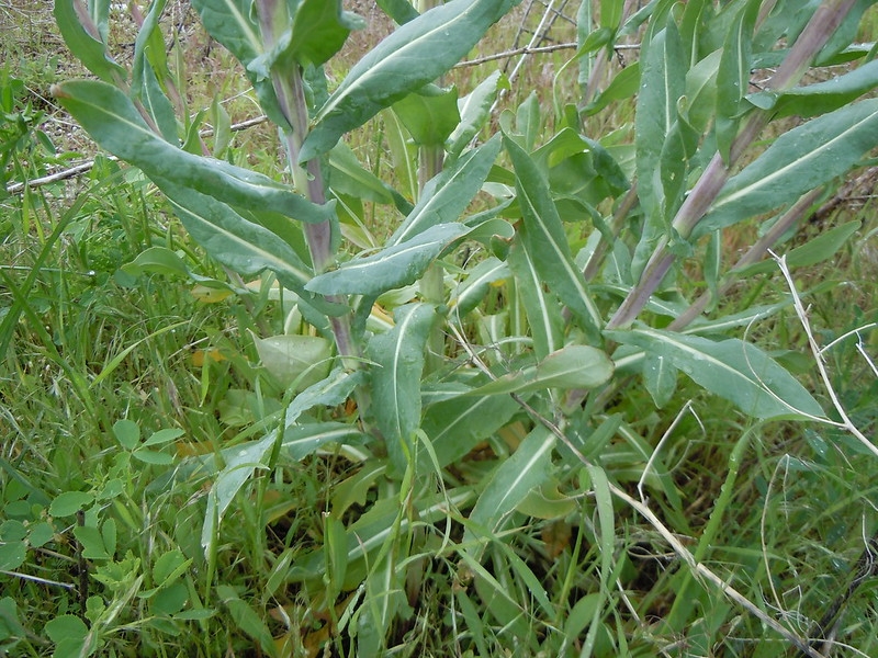 Herbaceous plant with sessile simple leaves with pale midveins.