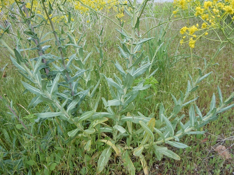 Herbaceous plant with sessile simple leaves with pale midveins.