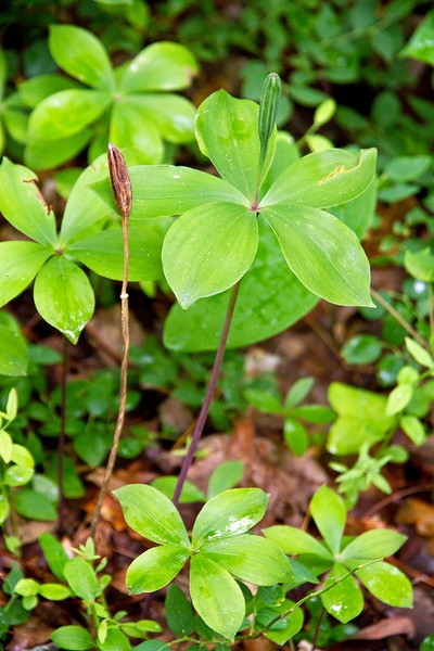Isotria verticillata