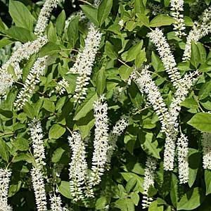 Itea virginica