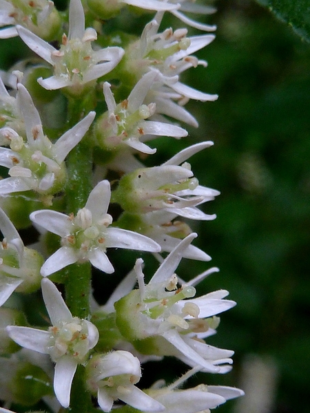 Itea virginica