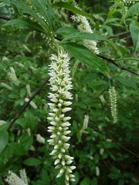 Itea virginica