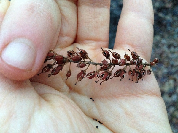 Itea virginica