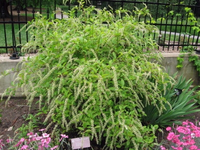 Itea virginica