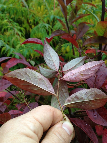 Itea virginica