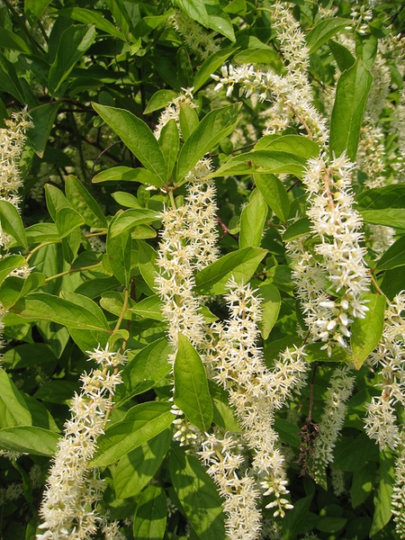 Itea virginica