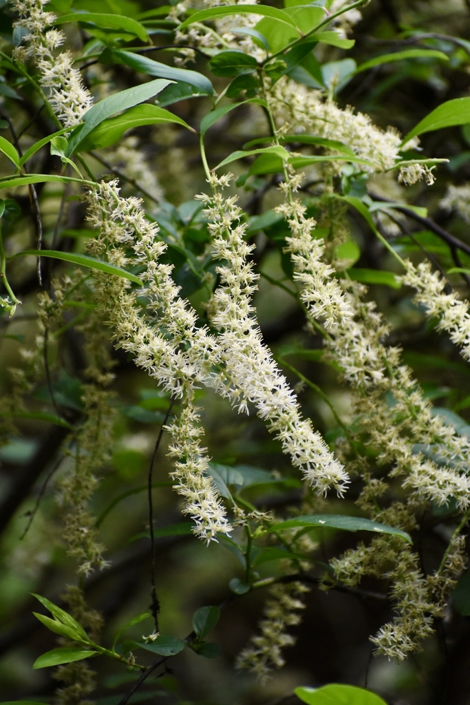 Flowers - May - Halifax Co., NC