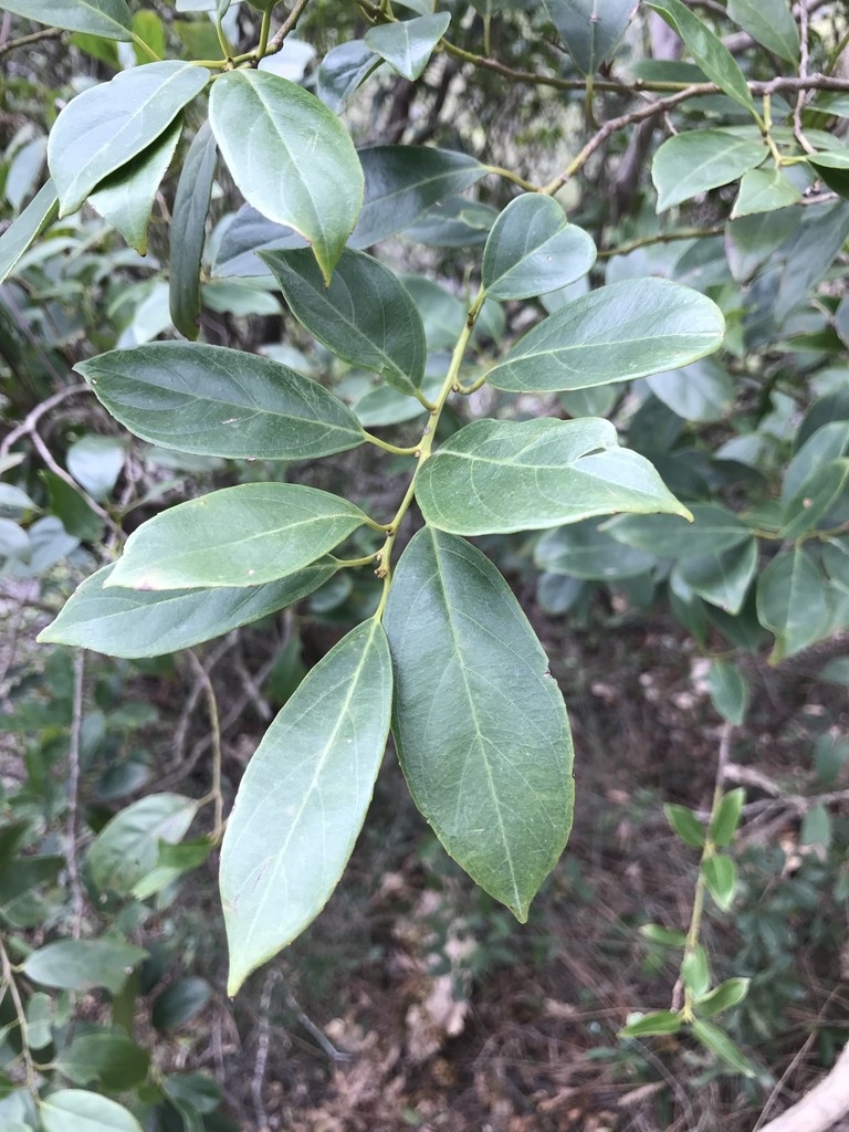 Branch with alternate leaves