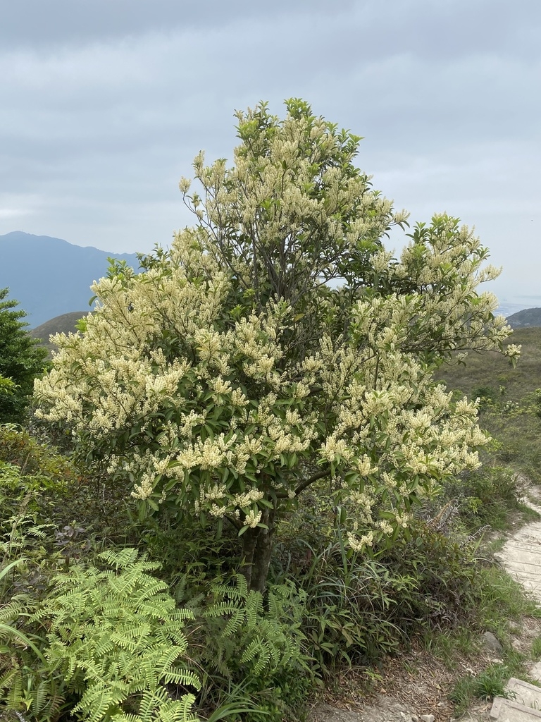 Shrub in bloom in native habitat