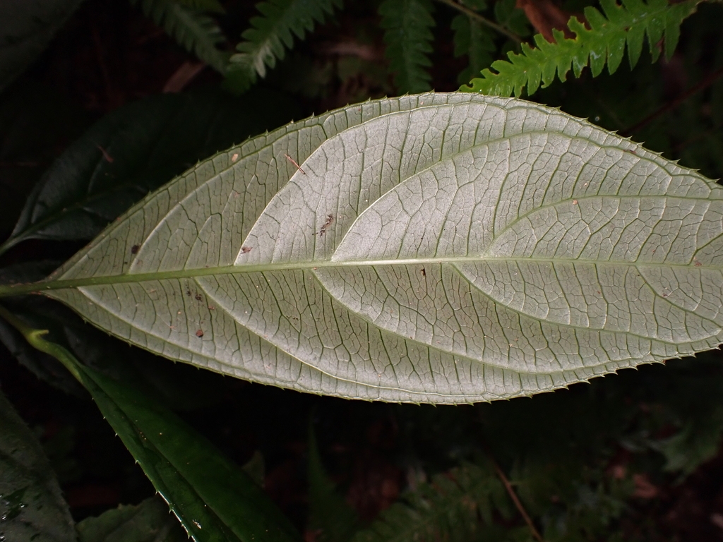 Paler underside of leaf