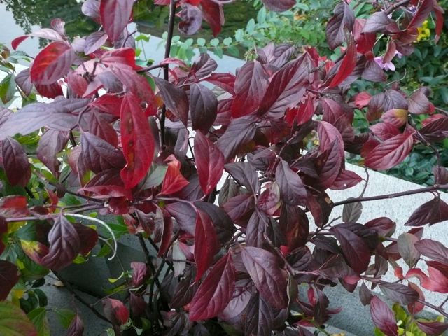 Itea virginica 'Henry's Garnet' red leaves