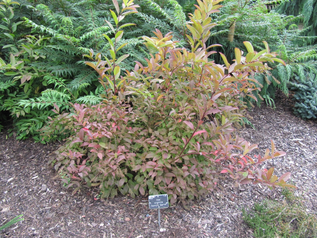 Itea virginica 'Henry's Garnet' form