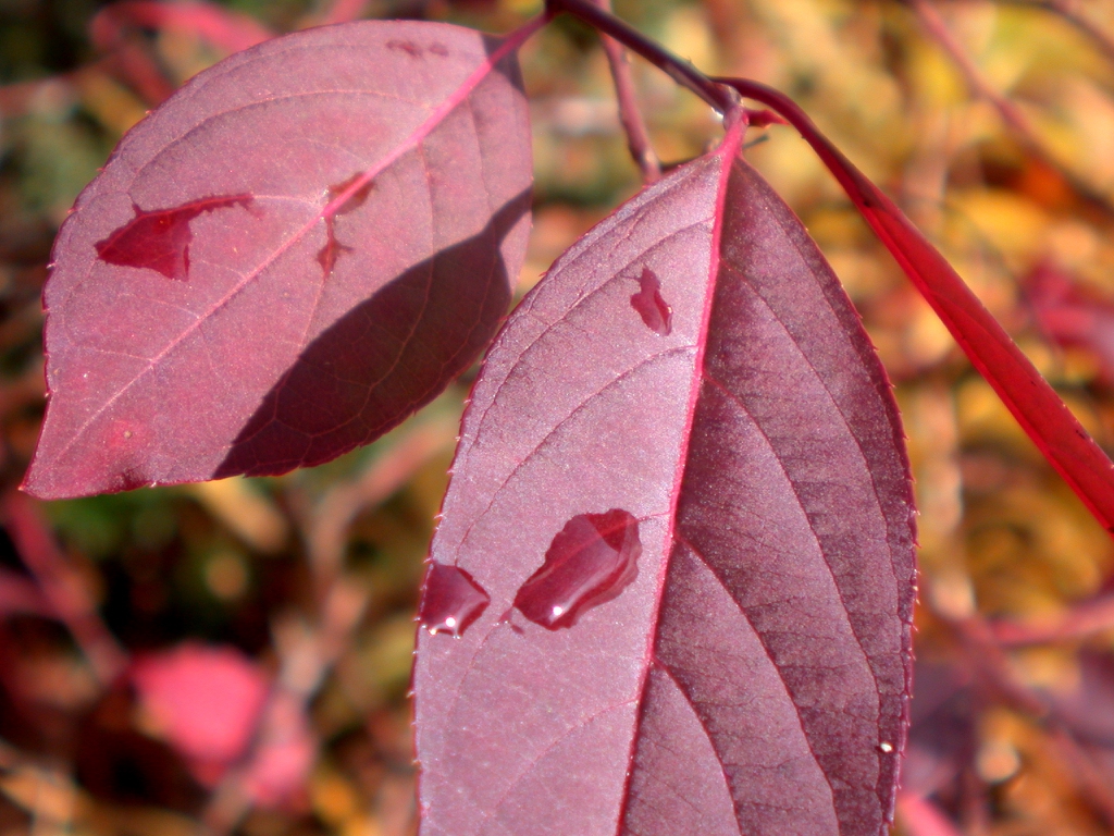 Itea virginica 'Henry's Garnet' red leaves in late fall