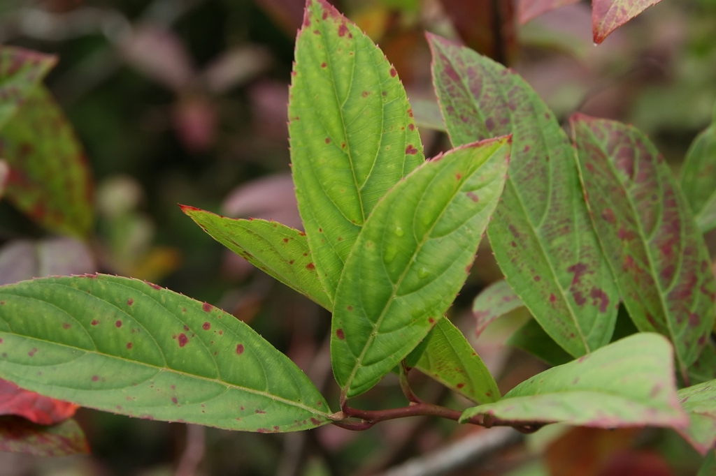 Itea virginica 'Henry's Garnet' leaves