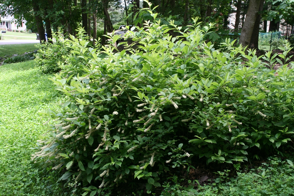 Form - Planted on a slope among clover May, Southern Wake County