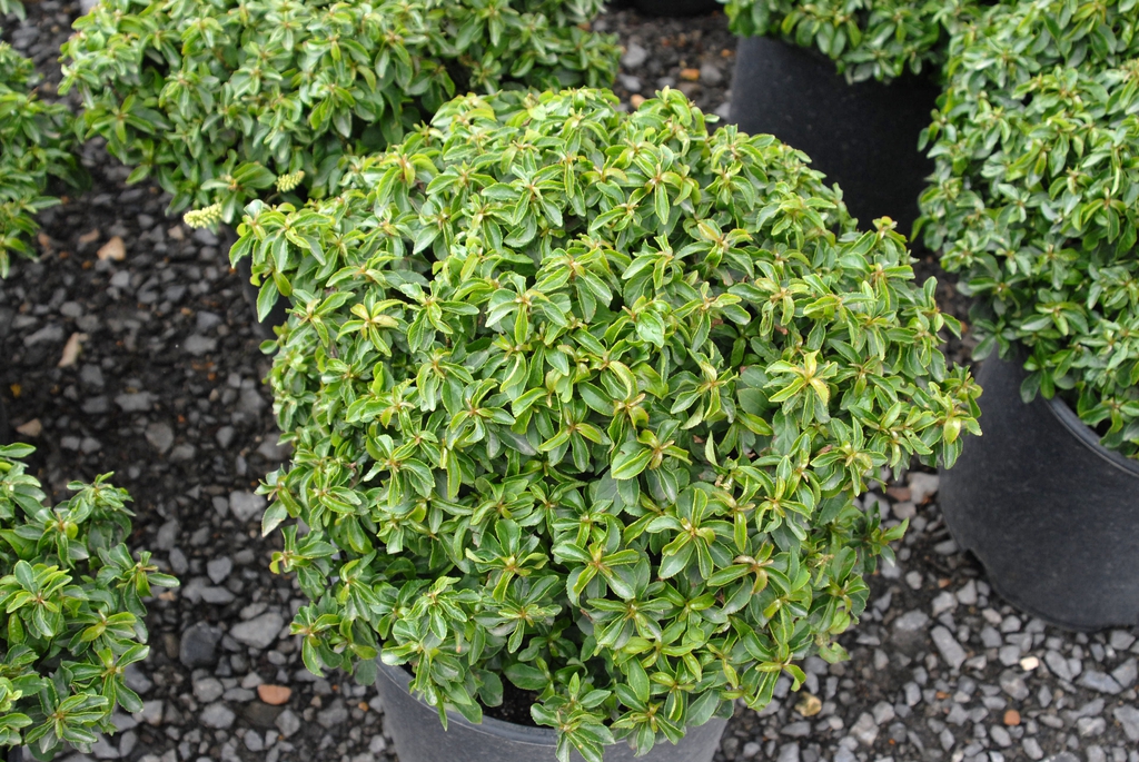 Itea virginica