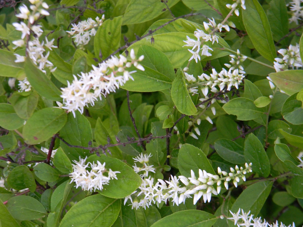 Itea virginica 'Henry's Garnet'