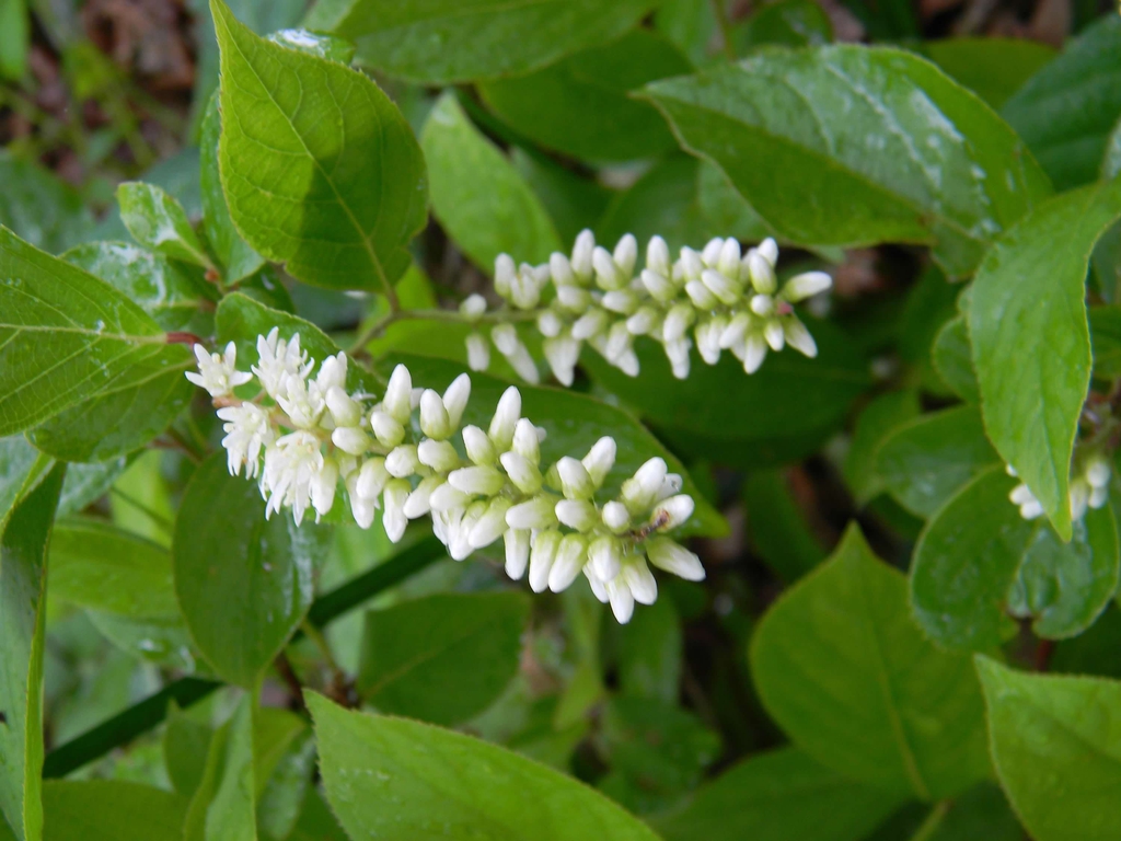 Itea virginica 'Henry's Garnet'