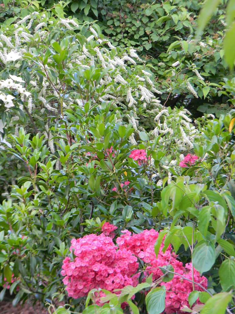 Itea virginica 'Henry's Garnet'