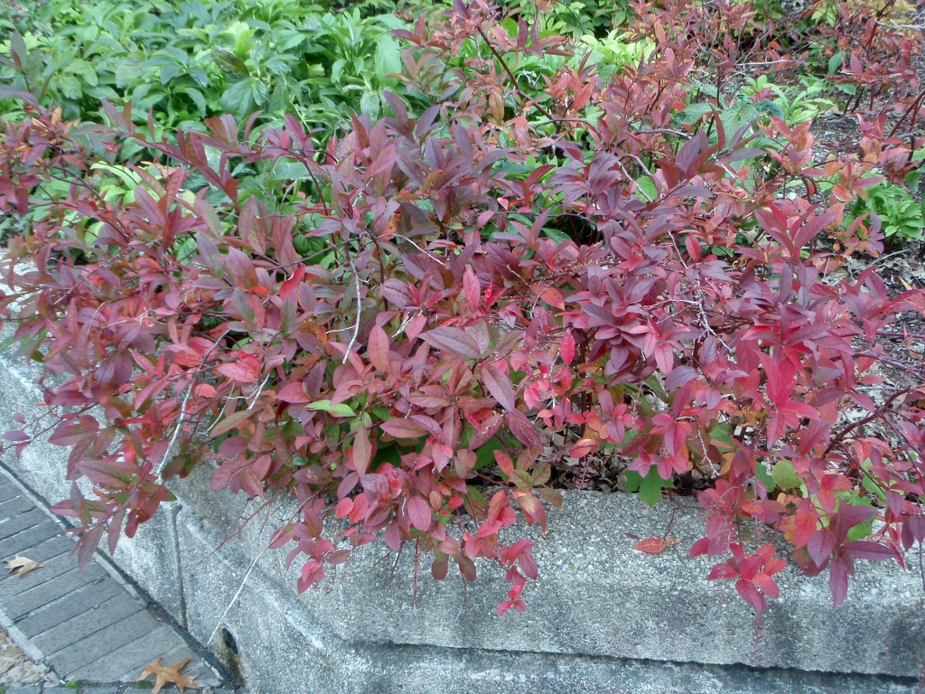 Fall Form