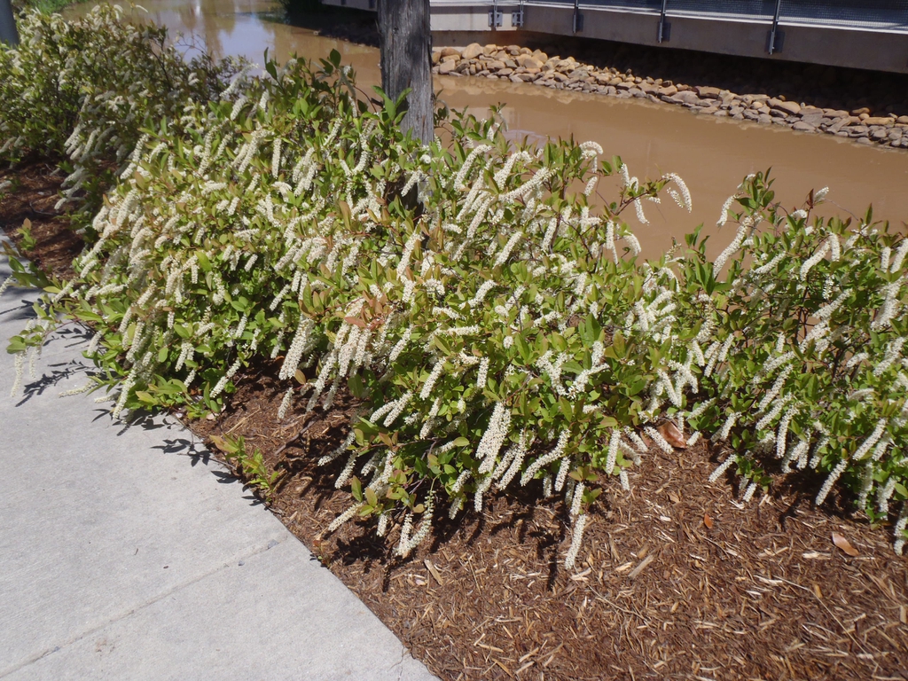 Itea virginica