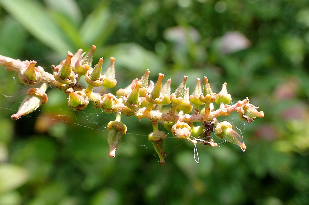 Fruit