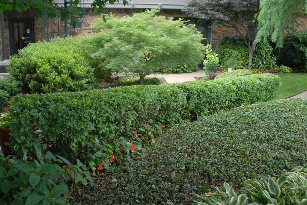 Itea virginica