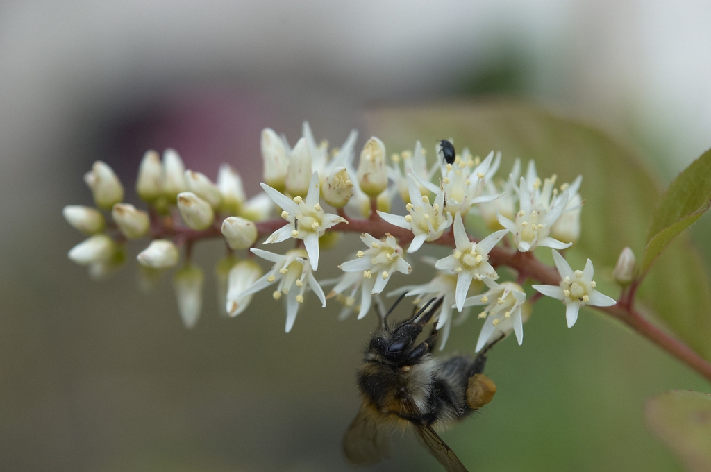 Itea virginica 'Henry's Garnet' flowers