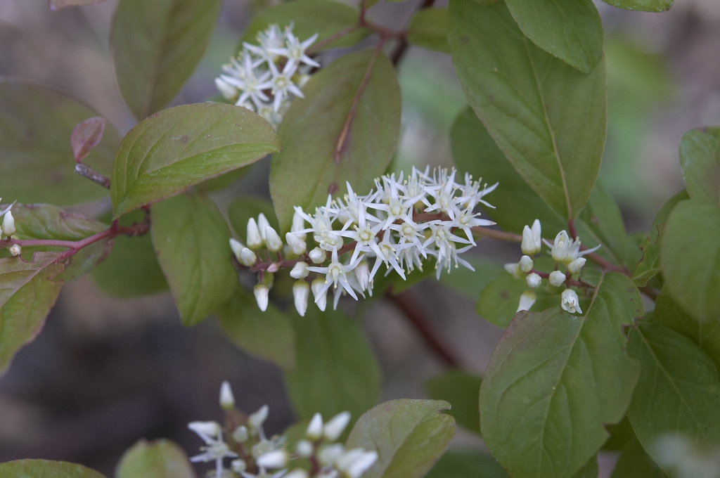 Itea virginica 'Henry's Garnet' flowers