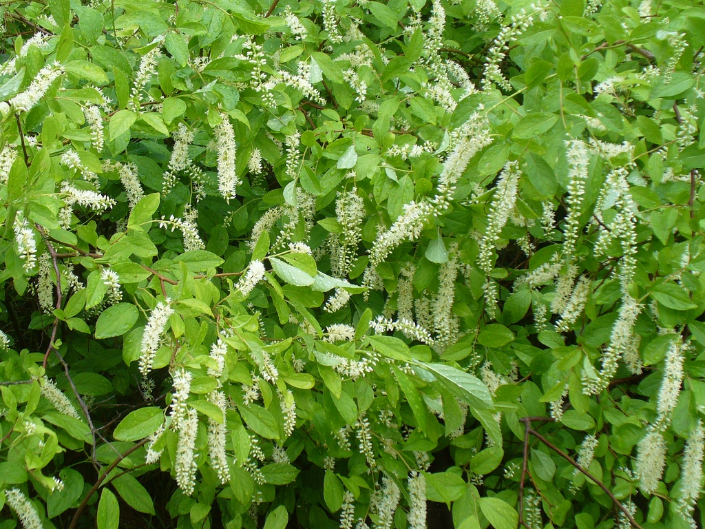 flowers and leaves in summer in Moore County