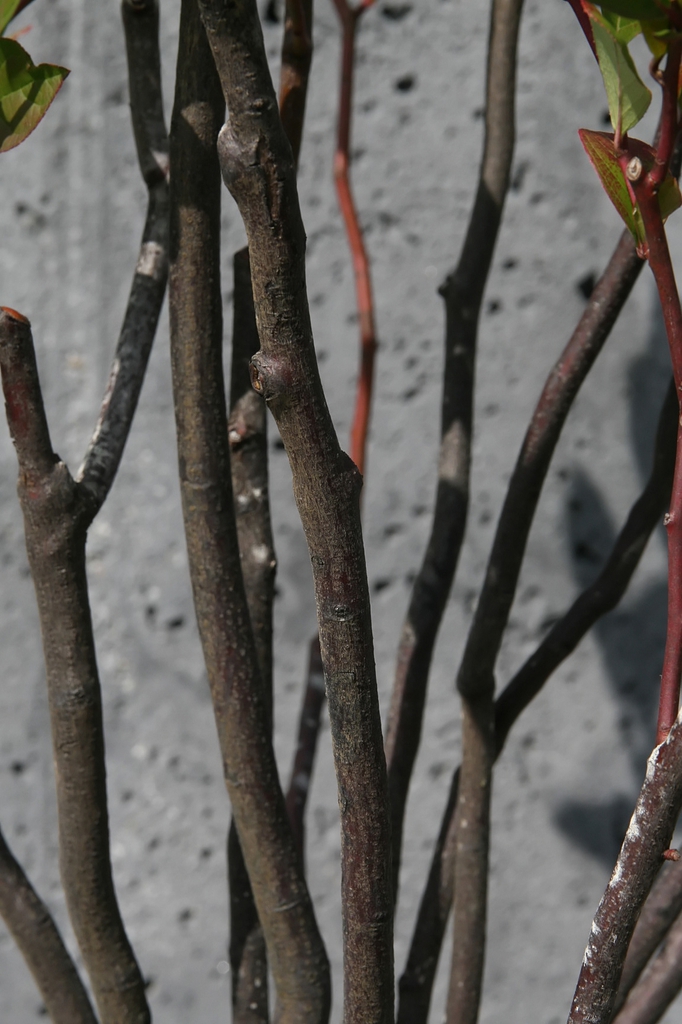 Stem