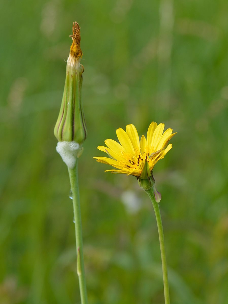 Tragopogon pratensis