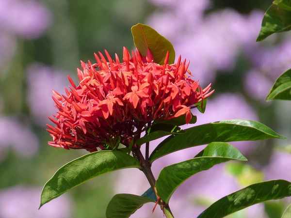 Ixora coccinea
