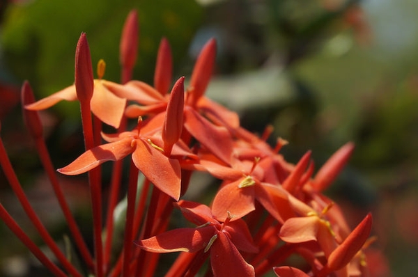 Ixora coccinea