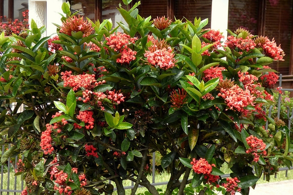 Ixora coccinea
