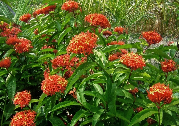 Ixora coccinea