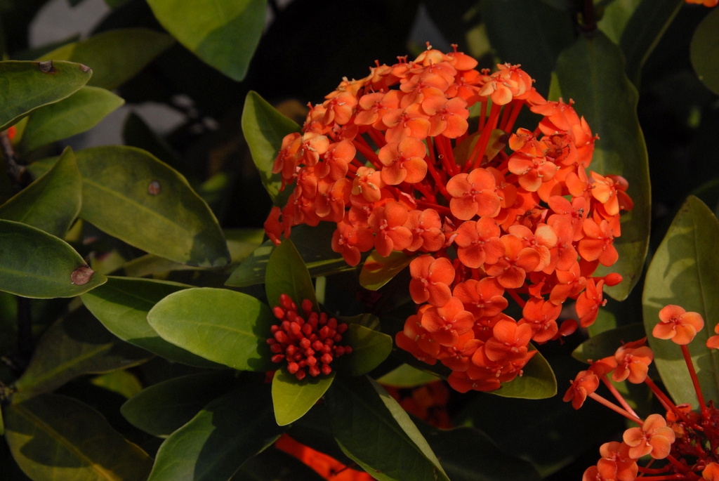 Ixora coccinea
